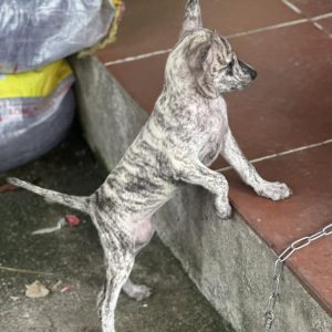 Chó Con Phú Quốc Bạch Hổ Trại VinSunPet