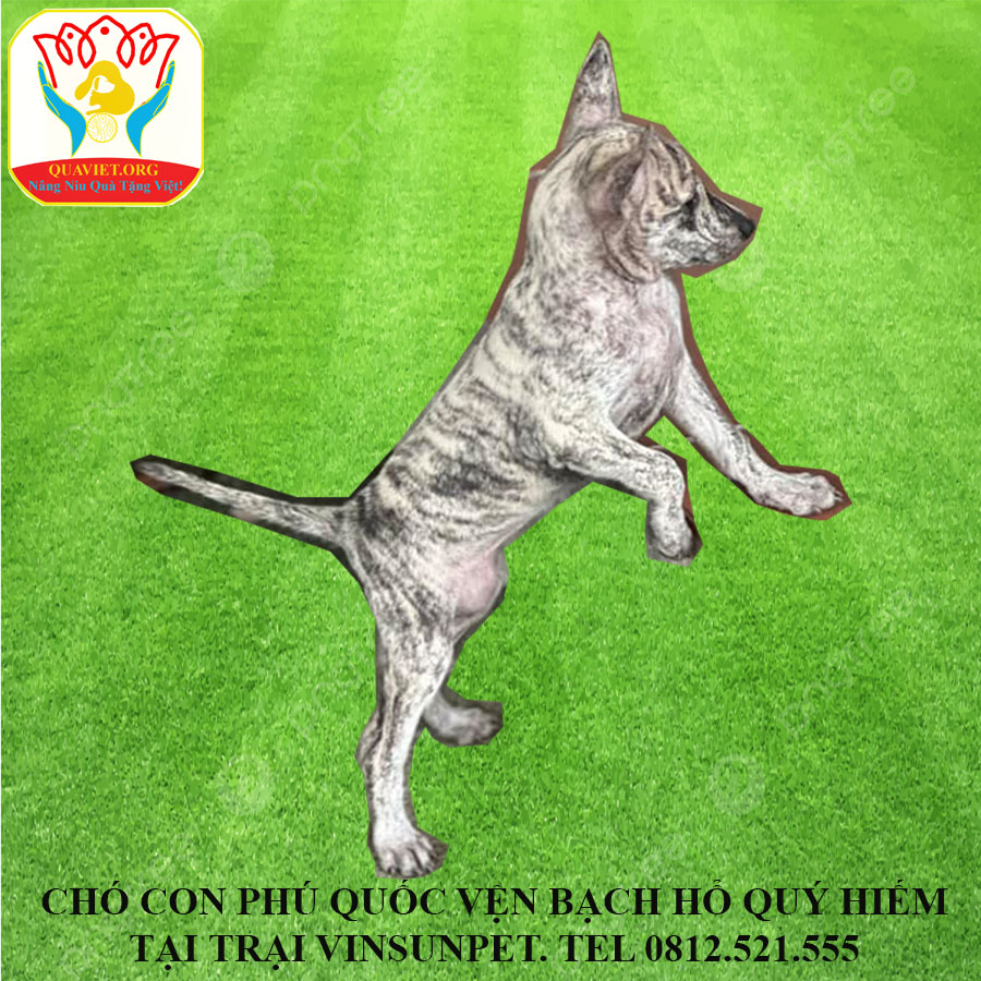 Chó Con Phú Quốc Bạch Hổ Trại VinSunPet