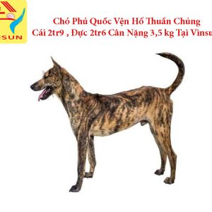 Chó Phú Quốc Vện Hổ Tại Trại Chó Giống Vinsun Chó Phú Quốc Vện Hổ Tại Trại Chó Giống Vinsun