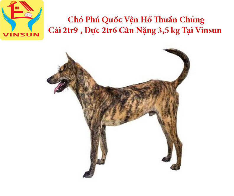 Chó Phú Quốc Vện Hổ Tại Trại Chó Giống Vinsun