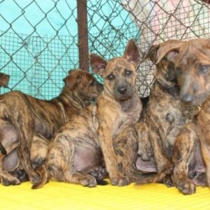 Chó Phú Quốc Vện Hổ Tại Trại Chó Giống Vinsun