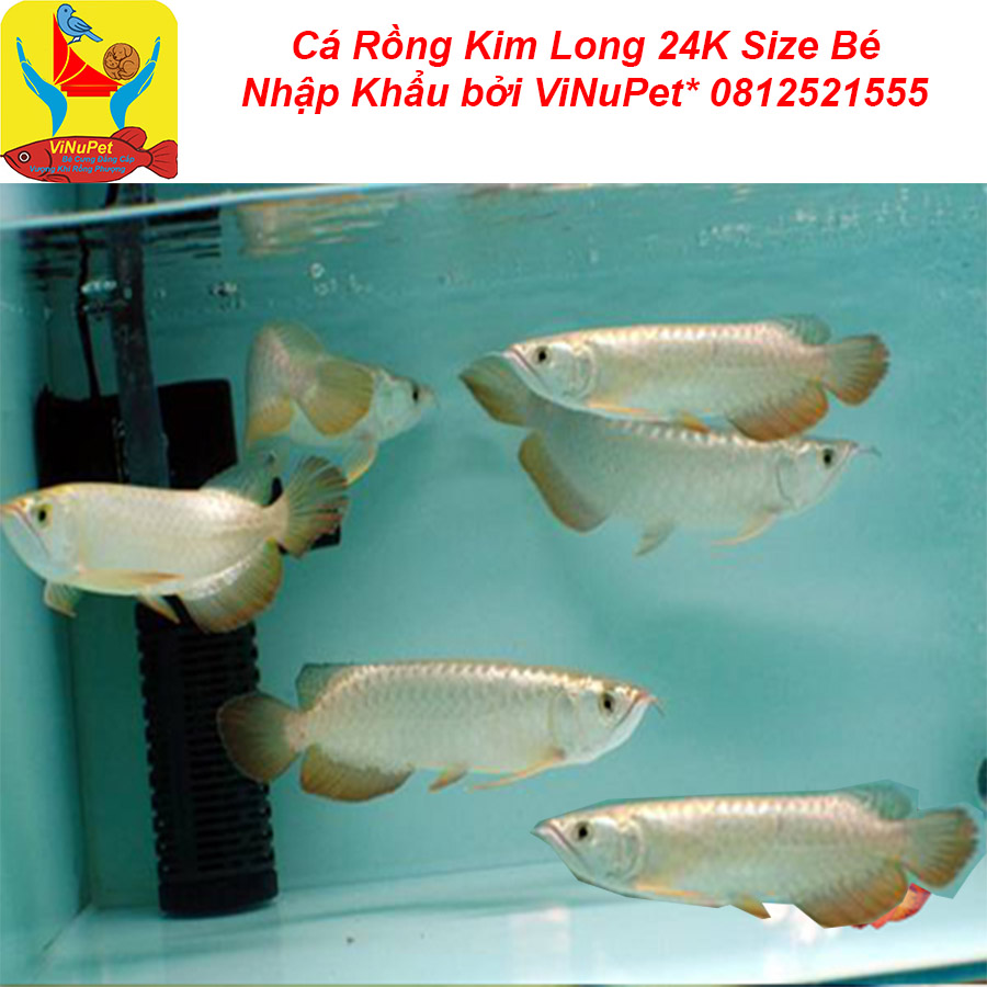 Cá Rồng Kim Long 24K Bé 20 Cm Nhập Khẩu Tại VinSunPet