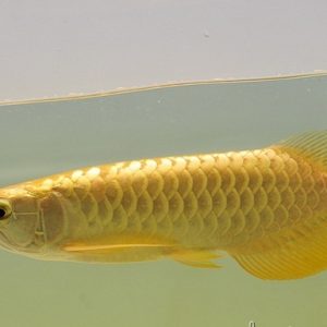 Cá Rồng Kim Long 24K Bé 20 Cm Nhập Khẩu Tại VinSunPet